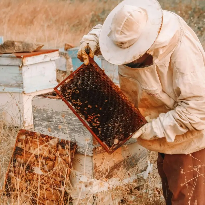 bee keeping